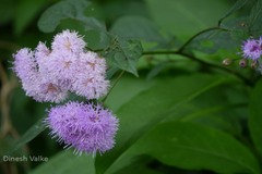 Vernonia dalzelliana